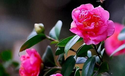 土壤|茶花有“三怕”,避开不烂根黄叶,“野劲”足冒新芽,砰砰爆出花