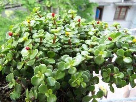 金枝玉叶掉叶子,学会4这四招,叶片青翠,枝繁叶茂