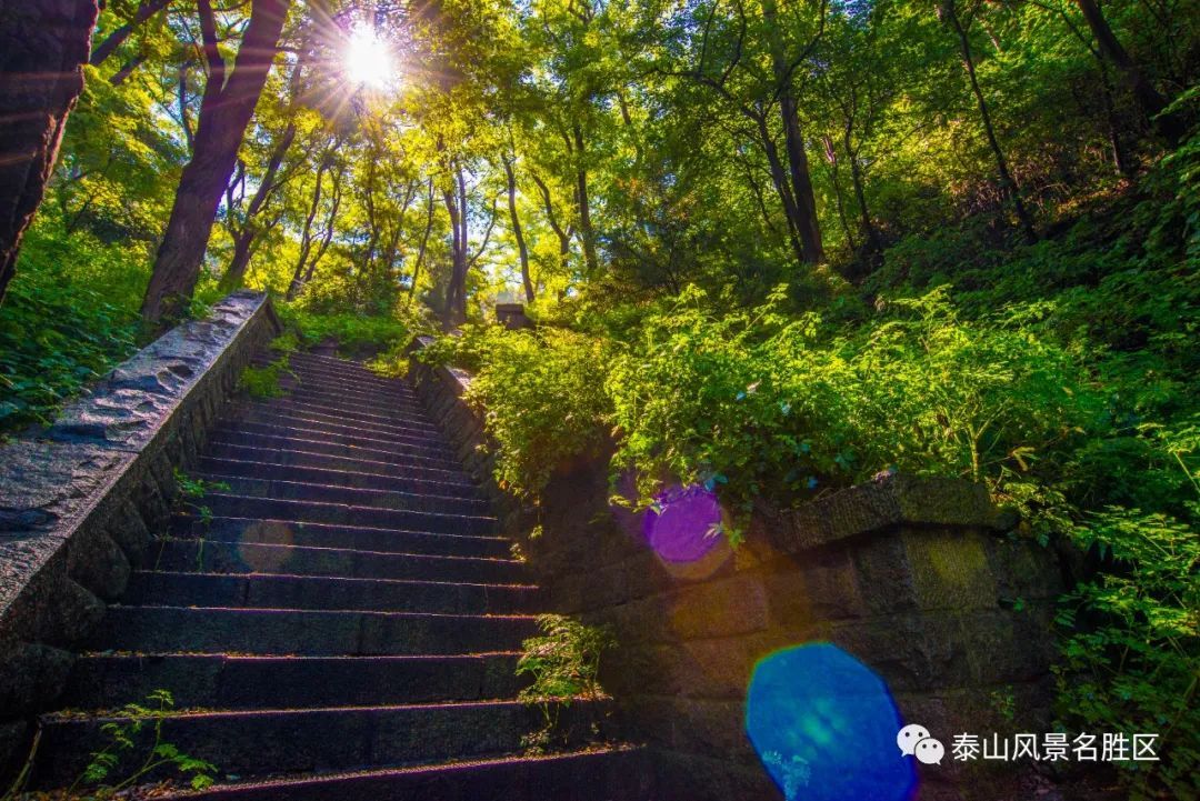 春红|林花谢了春红，醉染流年