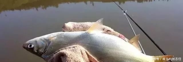 钓黄尾总锚鱼怎么破?调整这3项减少锚鱼率!