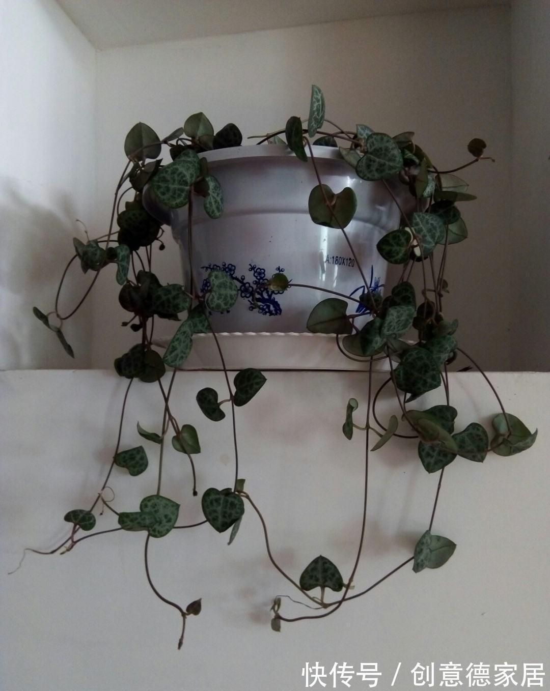 枝条|很耐阴的多肉,爱之蔓在秋天养,到底晒好还是不晒好