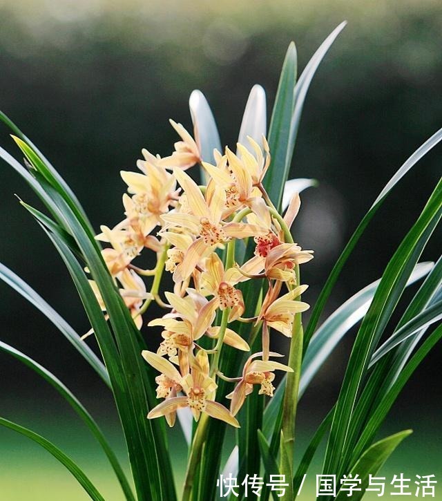 兰花最低多少度会冻伤记住了,就是这2个数!