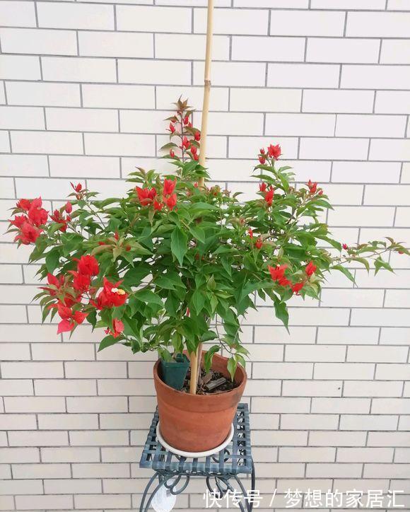 夏天|4种“漂亮花”,秋天怕乱修剪,姿势不对,剪了白费,不开花