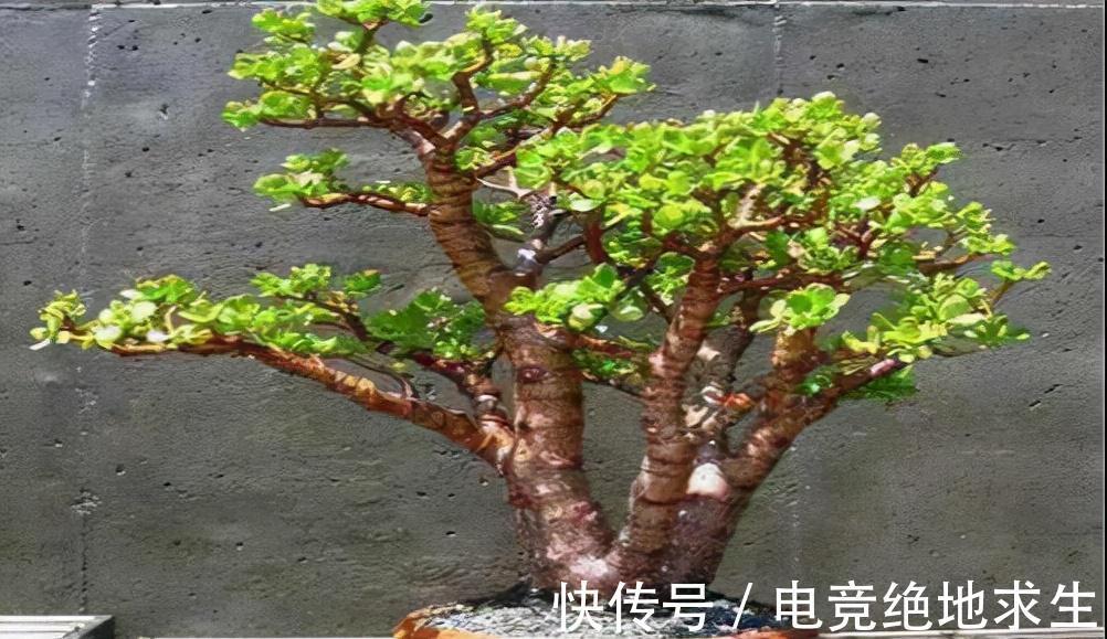 天冷后,9种花要“少水、断粮”,不然难过冬