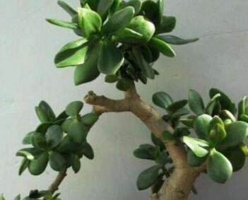 玉树长得慢10天浇次“它”，枝粗，叶翠绿，还能开白花，漂亮！