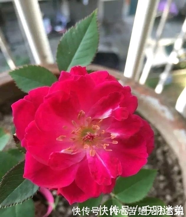 婆婆养月季只选一种,好养抗性强,关键“爱”开花,比养欧月实在