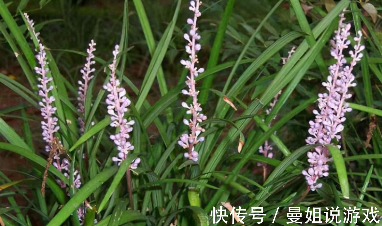 栽种|绿化带1种韭菜草,以往认为不值钱,不料其根是珍贵的麦冬