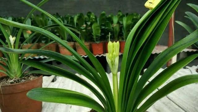 老花农|老花农传授养护君子兰妙招，学会了，叶子绿油油开花还多