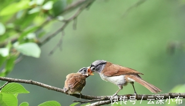 心经@“治大国，若烹小鲜”，这句话有可能说的是“悟道”的境界