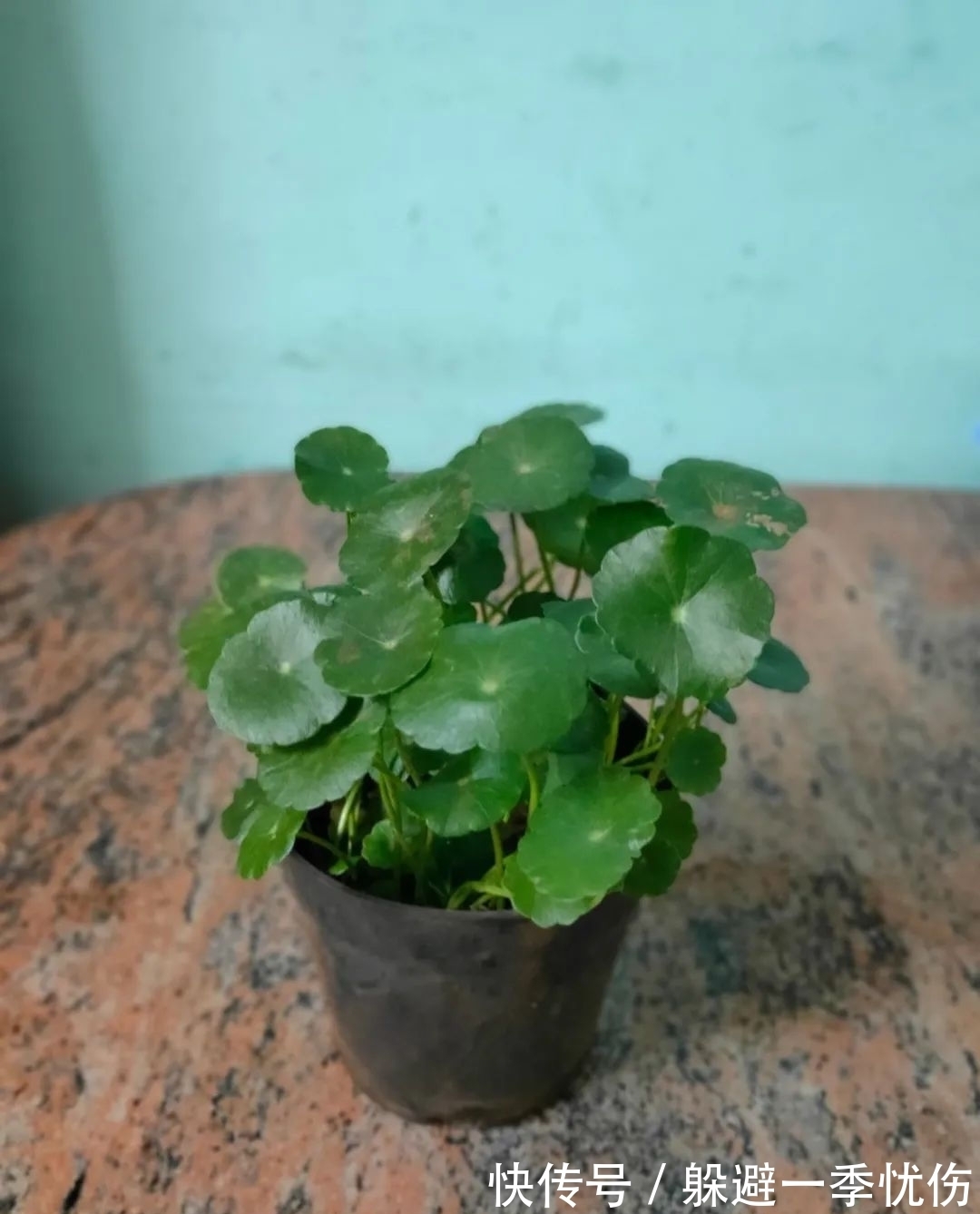 圆润小巧的铜钱草、镜面草和荷叶椒草，三种迷你植物哪种适合你？