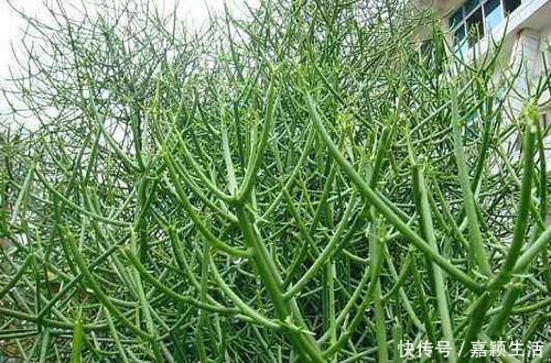 竹节菜|这种野草曾被古代用于引产，如今是农民日常备用药，你们认识吗？