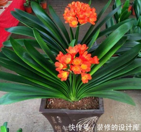 红掌|人养花花也养人，4种漂亮花，养在家里上档次，带来好兆头