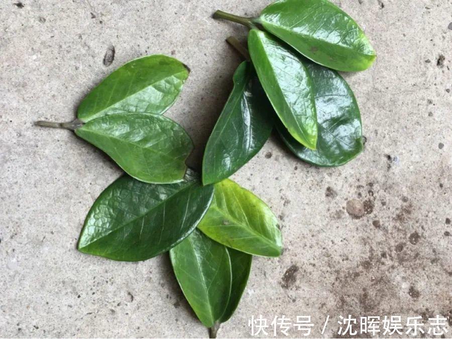 非洲堇|这花送人,只用送一片叶子,插土就活不心疼!