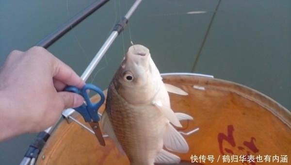 飞铅钓|窝点中有鱼就是不咬钩,先不要换钓位,给你几个建议,很快有变化