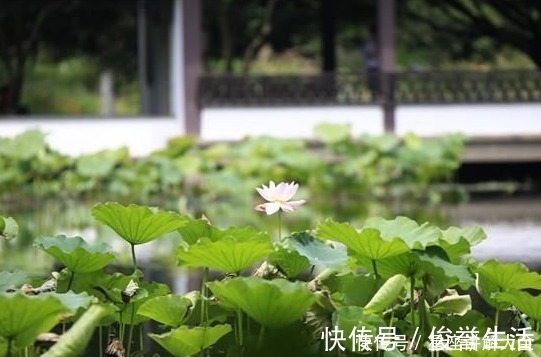 蛇人|未来两个月，桃花朵朵开，4属相步步高升，万事亨通，名利双收