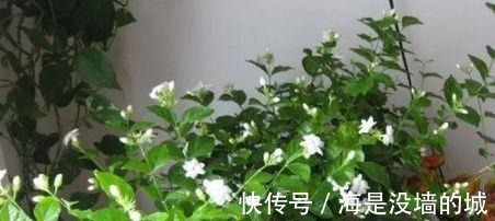 花卉|这4种喝“啤酒”最厉害的花，1次能喝半斤，叶片油绿、开花更艳！