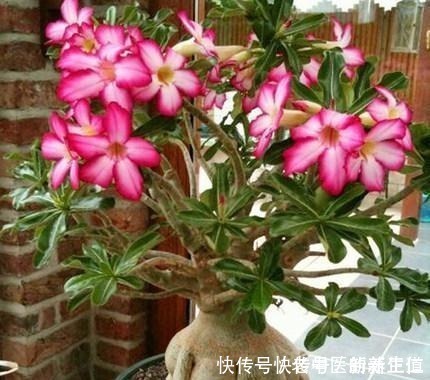 浇水|阳台养花养些“不死花”，一个月不浇水，还能打鸡血似地开满花！