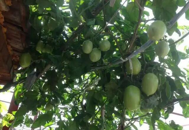 盆栽小番茄“这样养”,一棵能结果一脸盆,摘了又长,漂亮又好养