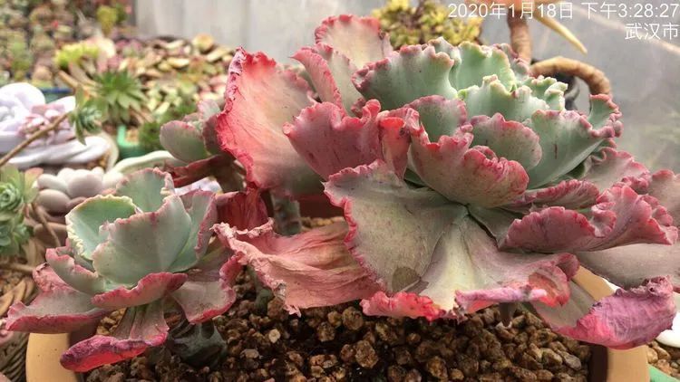 置身于美丽的多肉花园，我就是那快乐无比的多肉园丁！