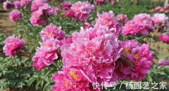 芍药|6种漂亮花，花比拳头大，家里养一棵，富贵自然来