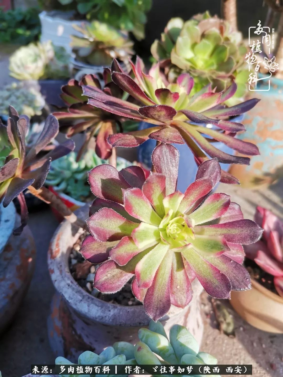 愿你付出甘之如饴，愿你所得归于欢喜！