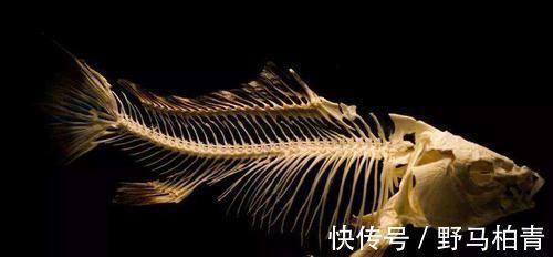 小孩子|鱼刺卡喉喝醋就是好的?用这法子解决,让鱼刺自己“跑”出来!