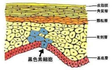 激光|祛斑霜真的能去掉脸上的斑吗？全面分析一下！