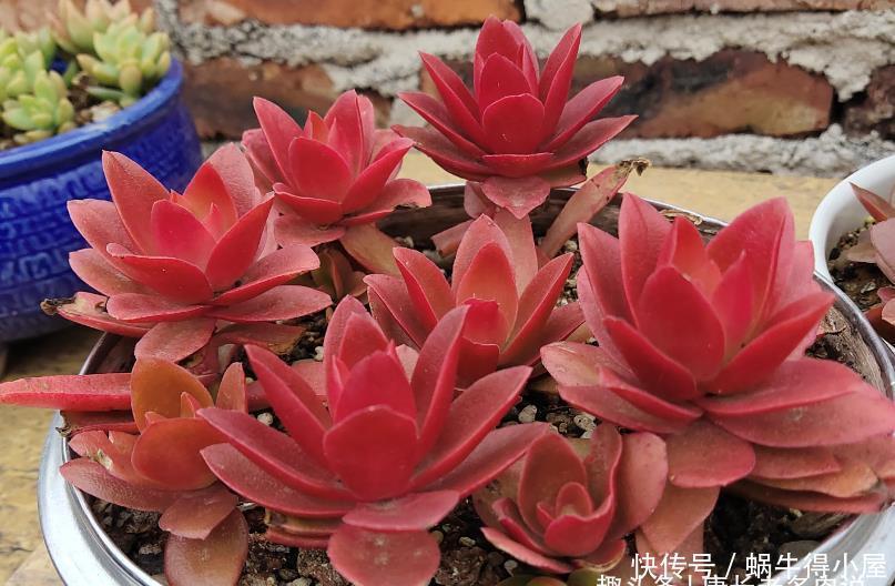 多肉|多肉火祭算不算好品种?看完它的优点和缺点,我想大家自有定论