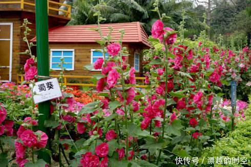 此花才是真正的“长寿花”，1粒种子埋土里，一活就是50年