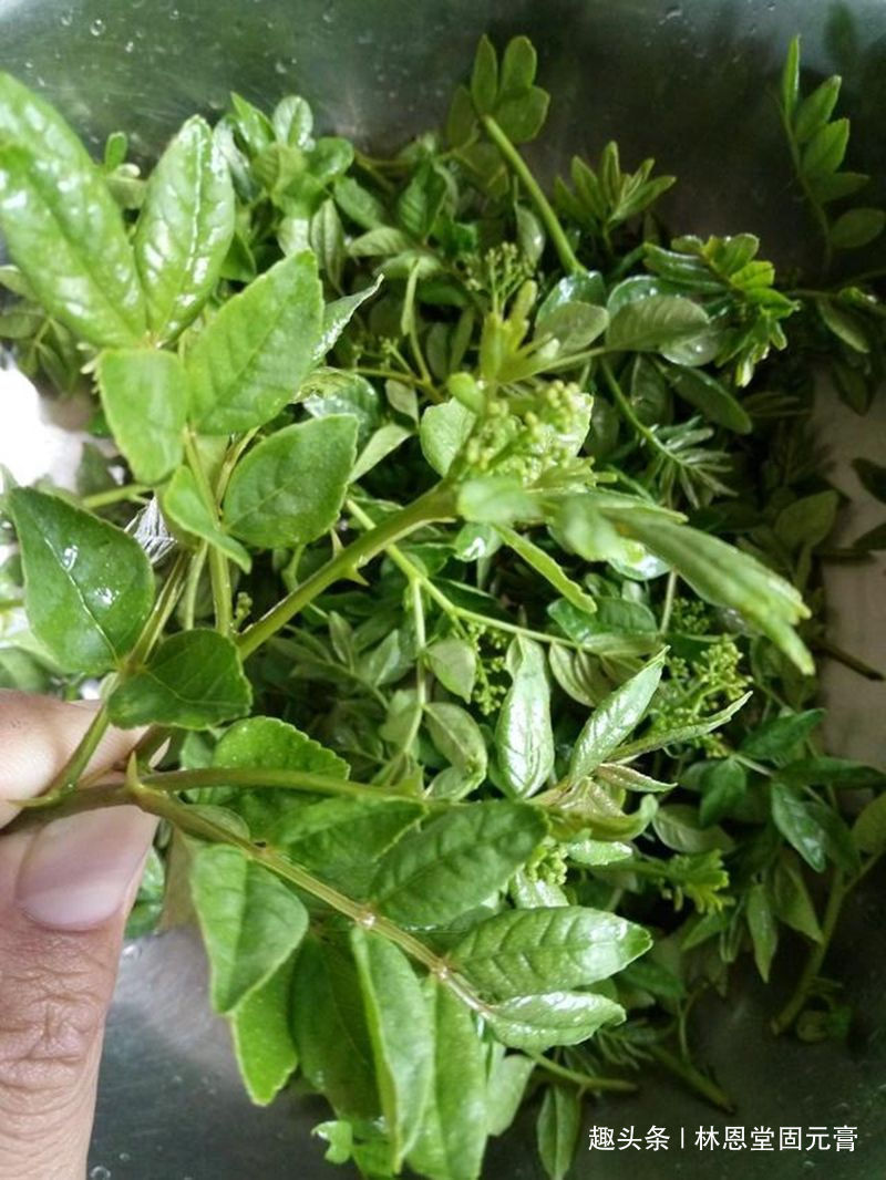 此树的叶子很多人没吃过,女性常吃,杀菌消毒,远离妇科疾病