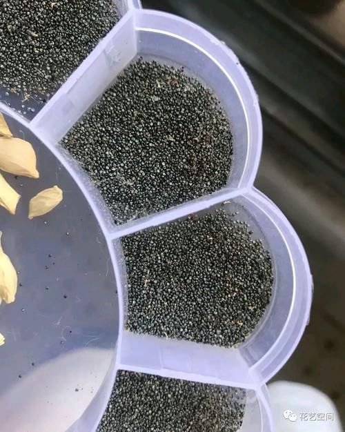 开春,买花小心“3个坑”,早知道早避免,少花冤枉钱!