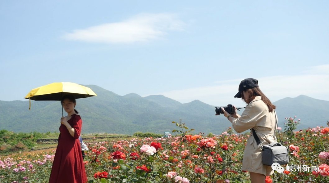 花海|美爆了,嵊州又一个网红打卡地,百亩花海盛开!还有2000多盆优惠待售…