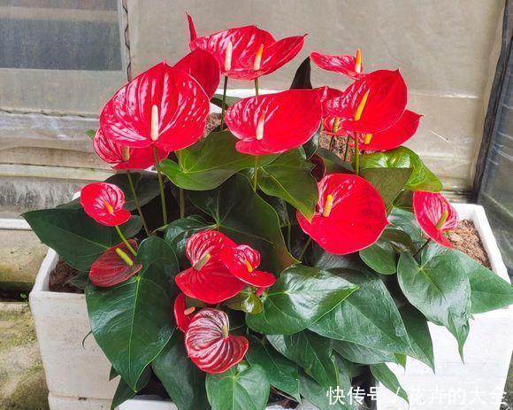 绿叶|红鹅掌养护好,绿叶出现焦边,开花数量少,老花农教你解决