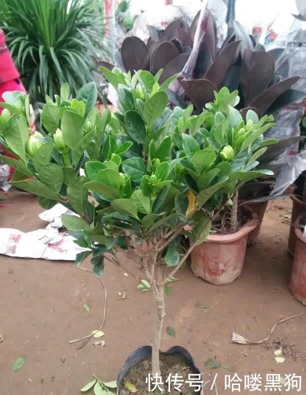 栀子花真好养,这三个养殖方法包你玩转栀子花