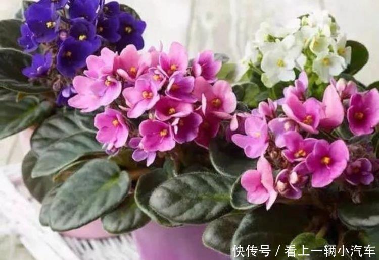 “4种花”是懒人的最爱,花香飘满屋,开花繁盛,很喜庆