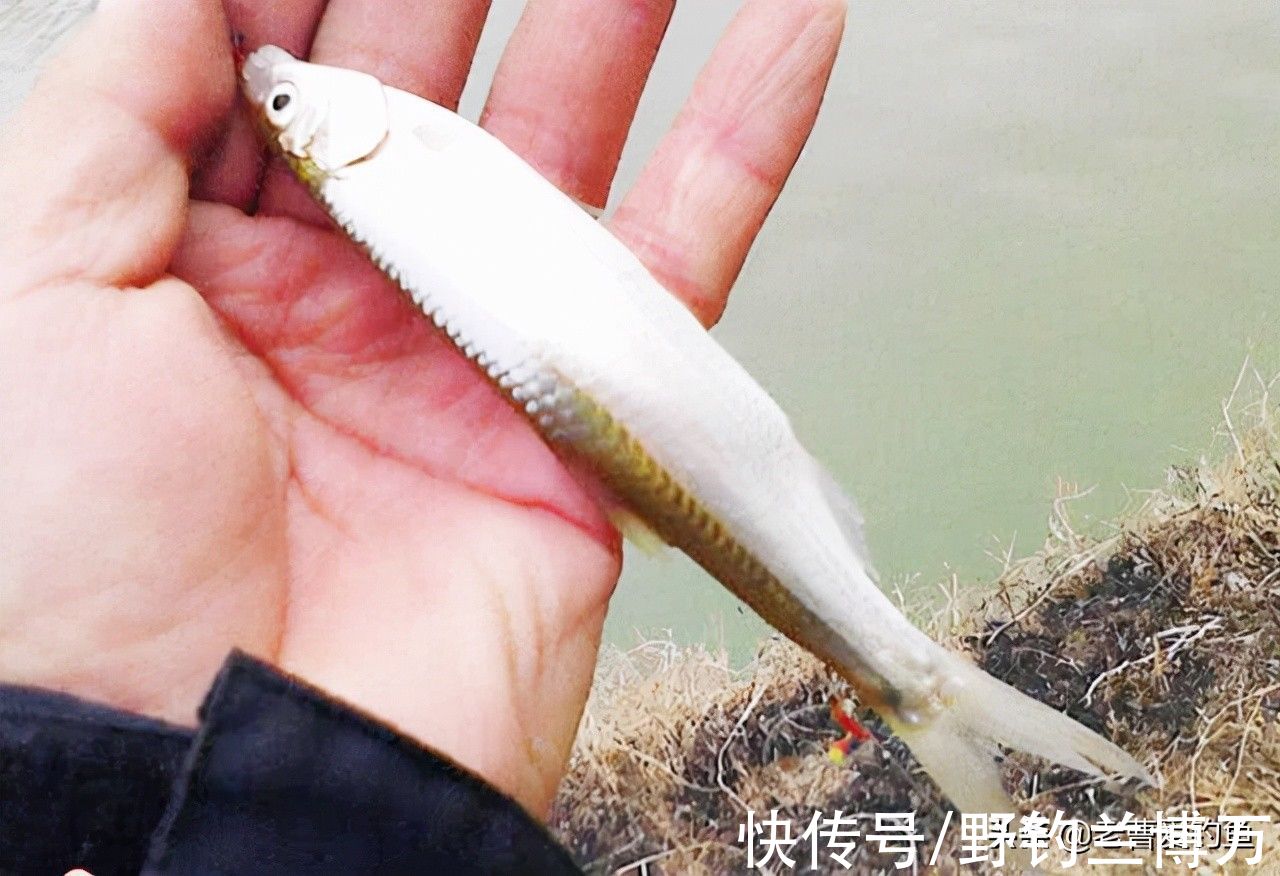 5种让钓友“闻风丧胆”的鱼，它们才是影响中鱼率的罪魁祸首