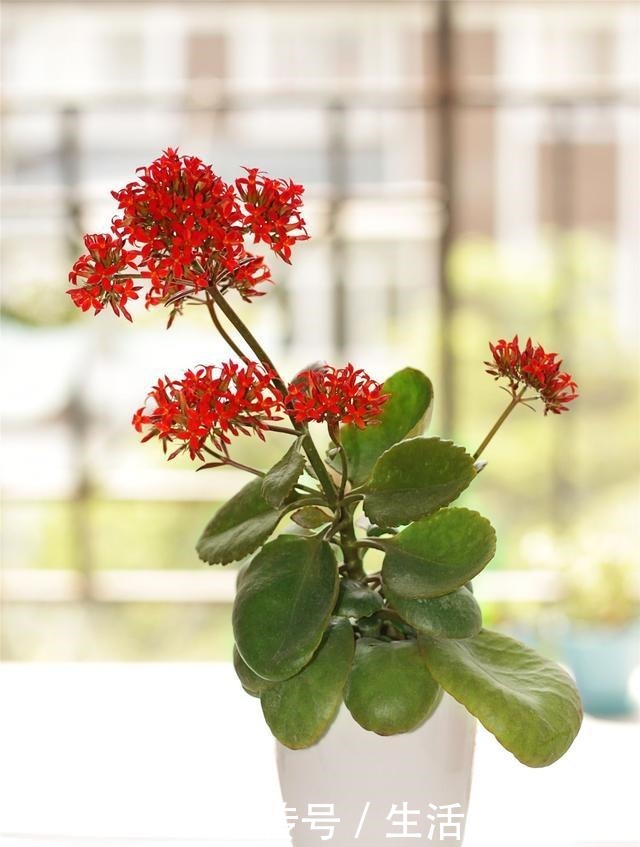 6种人“不适合”养花,买了花也“活不久”,浪费钱!