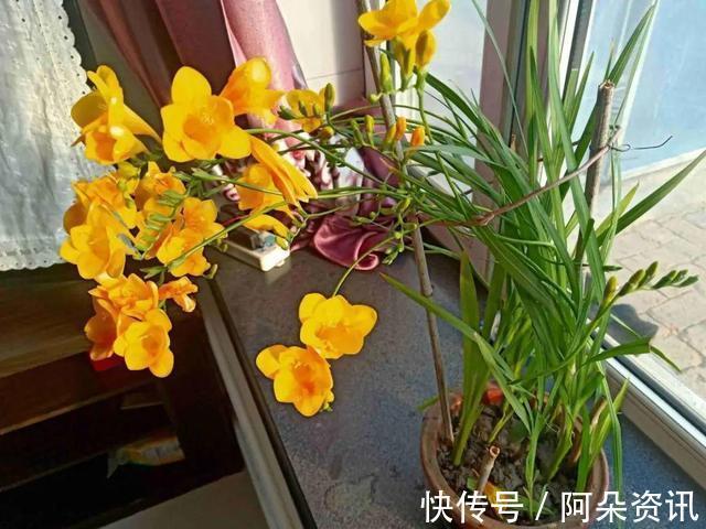 9种花，天热会“假死”，千万别丢了，秋天就苏醒