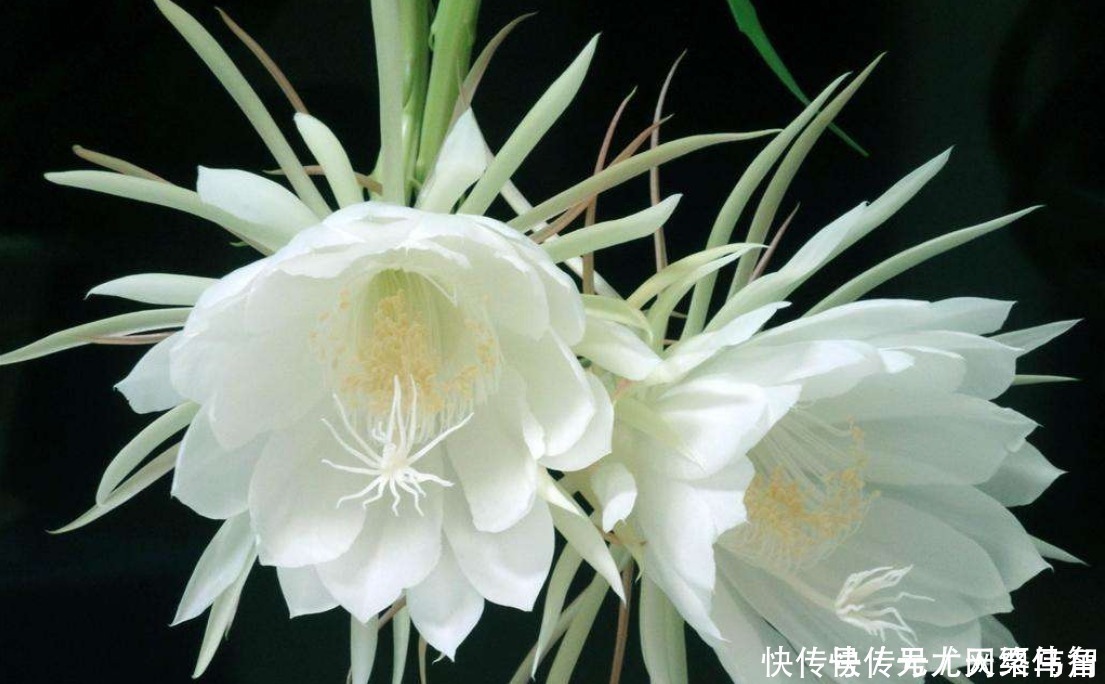 施肥|“昙花一现”太惊艳,想试着养又担心养不好,做好这些坐等花开