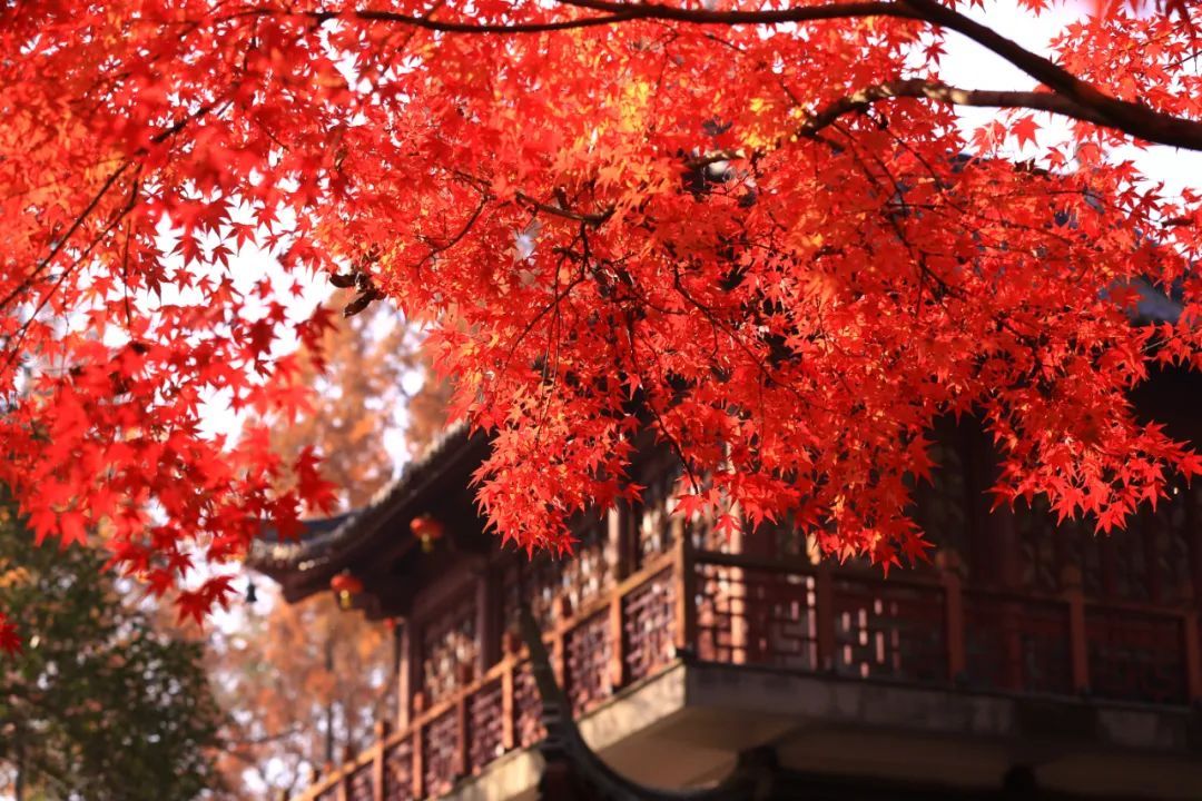 天开岩|栖霞山已经红红红！再等等等就要明年见啦！