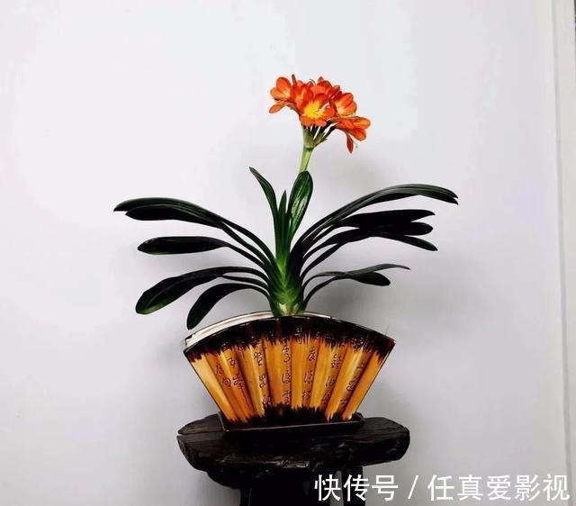 客厅养花就选这5种,清雅又大方、越养家里越干净,越养越健康