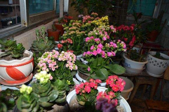 爱喝醋的三种花，每隔七天喂一点，叶子又厚又亮