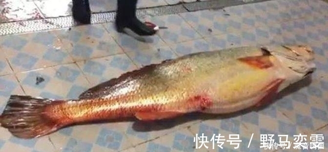 世界上最昂贵的五种食用鱼,一条几百万,叫人怎么下得了口!