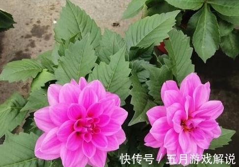 家里养3种花，一开花就是大半年，开花量大，花色艳丽