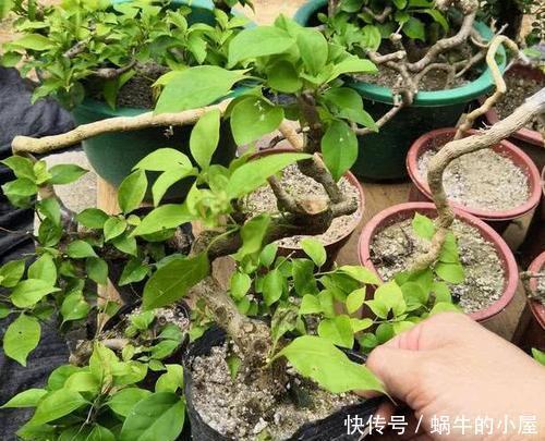 花卉|6月适合扦插“2种花”,越热生根会越快,一盆轻松变多盆