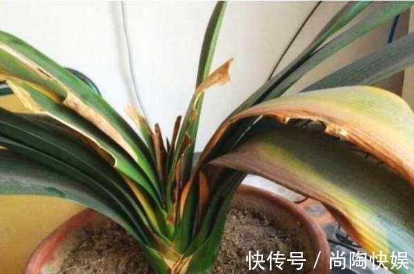 君子兰“烂根”别扔了,1种药水泡一泡,20天生根,长得更旺