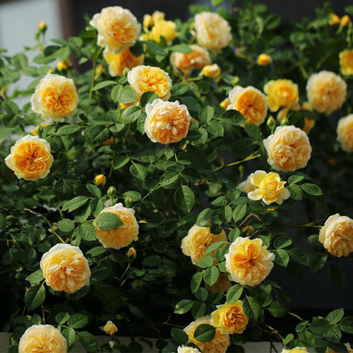 花量|阳台再小,也要养1种月季,花开满枝头,全年有花赏,香味飘满屋