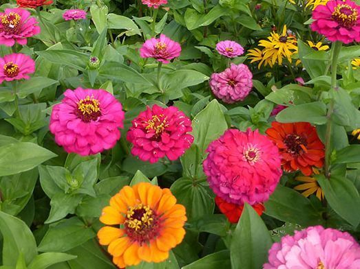 ”传统菊花“二乔,花开红黄双色,优雅大气,堪称养花必备