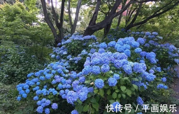 绣球花绣球花|沾土就活，种门口长成一大簇，邻居天天跑来看！