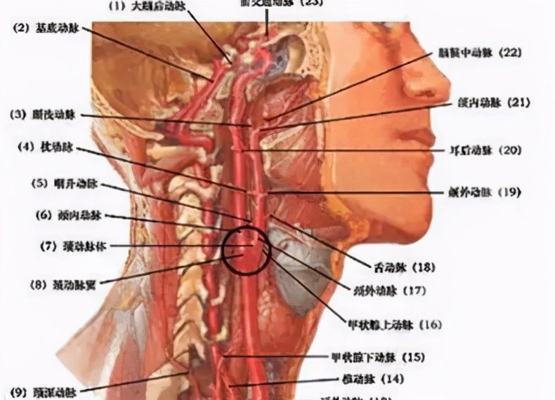 如勒|小孩子打闹，叮嘱孩子一定不要勒脖子啊